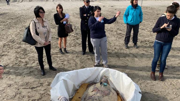 Intrappolata nelle reti a Cesenatico, Golia torna in mare a Riccione Intrappolata nelle reti a Cesenatico, Golia torna in mare a Riccione