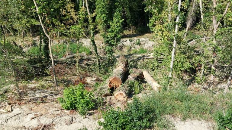 Forlì. Alberi tagliati per sistemare gli argini dei fiumi, protestano gli ambientalisti Forlì. Alberi tagliati per sistemare gli argini dei fiumi, protestano gli ambientalisti
