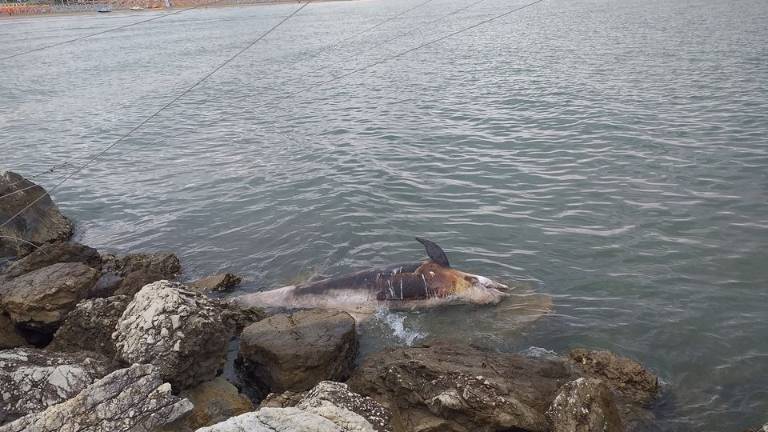 Cesenatico, delfino trovato morto sugli scogli Cesenatico, delfino trovato morto sugli scogli