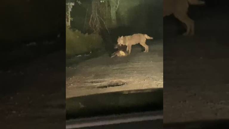 Cesena, un lupo attacca un capriolo a Montiano VIDEO Cesena, un lupo attacca un capriolo a Montiano VIDEO