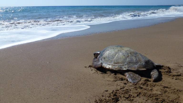 Tartaruga depone 96 uova in spiaggia a Milano Marittima: primo caso in Emilia-Romagna Tartaruga depone 96 uova in spiaggia a Milano Marittima: primo caso in Emilia-Romagna