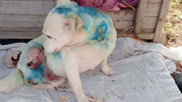Cagnolino assalito dai lupi ad Alfonsine: Gli hanno strappato una zampa Cagnolino assalito dai lupi ad Alfonsine: Gli hanno strappato una zampa