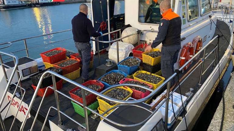 Ravenna, 700 chili di vongole sequestrate e ributtate in mare Ravenna, 700 chili di vongole sequestrate e ributtate in mare