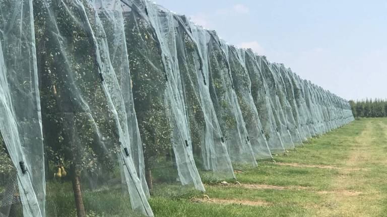 Agricoltura, in Romagna è allarme cimice asiatica Agricoltura, in Romagna è allarme cimice asiatica
