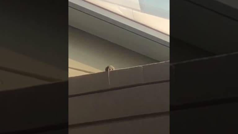 Forlì, un topo morto da tre giorni sul soffitto del Campus universitario VIDEO Forlì, un topo morto da tre giorni sul soffitto del Campus universitario VIDEO