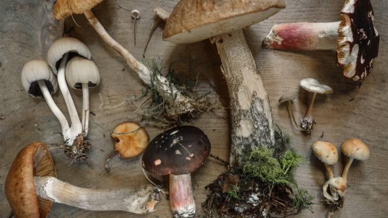 Funghi, dove farli controllare in Romagna: gli orari dal 19 settembre Funghi, dove farli controllare in Romagna: gli orari dal 19 settembre