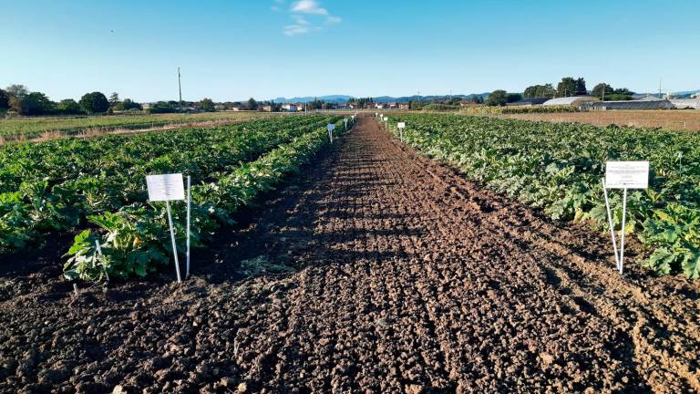 Il progetto si concentra nei territori di Rimini, Cesena, Voltana, Sant’Agata Bolognese e Mesola Il progetto si concentra nei territori di Rimini, Cesena, Voltana, Sant’Agata Bolognese e Mesola