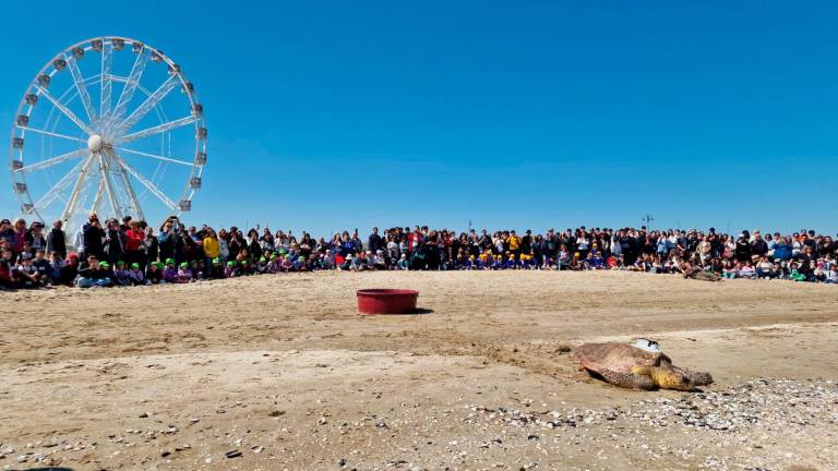 Rimini, “Giornata del Mare”: la tartaruga marina Bruno torna libera tra gli applausi degli studenti - Gallery Rimini, “Giornata del Mare”: la tartaruga marina Bruno torna libera tra gli applausi degli studenti - Gallery