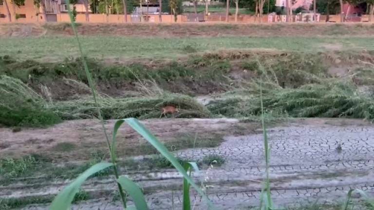 Il capriolo che vive sul Savio a Cesena è tornato nei luoghi alluvionati VIDEO Il capriolo che vive sul Savio a Cesena è tornato nei luoghi alluvionati VIDEO