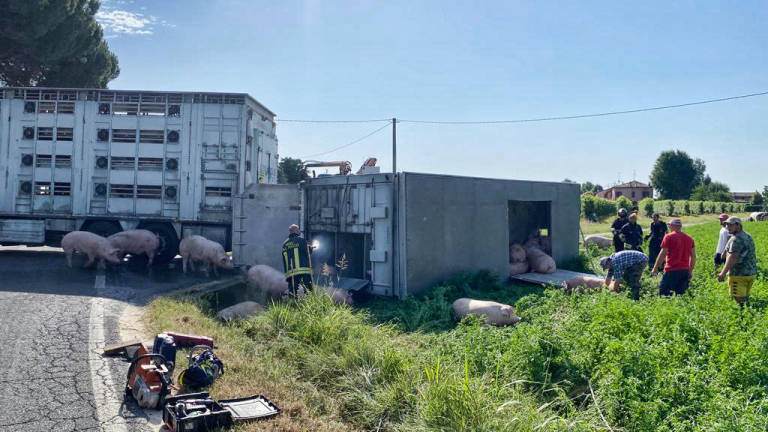 Faenza, si ribalta un camion con 120 maiali Faenza, si ribalta un camion con 120 maiali