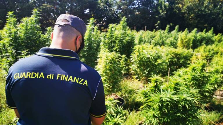 Trovata a Bellaria un'immensa piantagione di canapa indiana Trovata a Bellaria un'immensa piantagione di canapa indiana