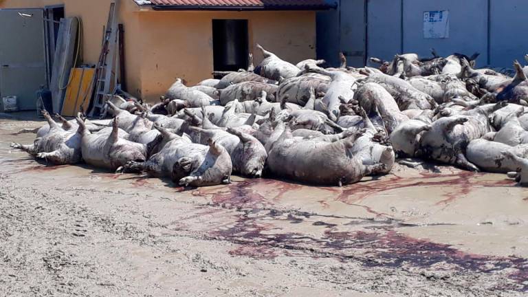 I suini morti allo stabilimento durante l’alluvione del maggio 2023 I suini morti allo stabilimento durante l’alluvione del maggio 2023