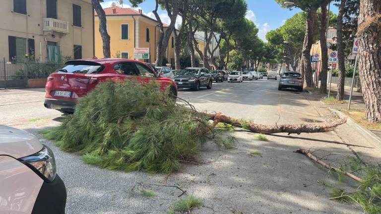 Rimini. Cade un ramo su un furgone GALLERY Rimini. Cade un ramo su un furgone GALLERY