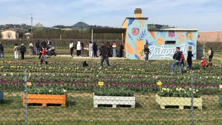 Cesena, che successo per Tulipandia - Gallery Cesena, che successo per Tulipandia - Gallery