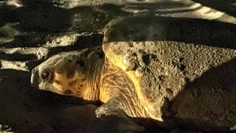 Ravenna, una tartaruga deposita 98 uova a Punta Marina, presto l’appello per i volontari Ravenna, una tartaruga deposita 98 uova a Punta Marina, presto l’appello per i volontari