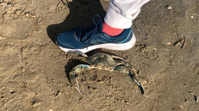 Un granchio blu sulla spiaggia di Cervia accanto a una scarpa taglia 42 Un granchio blu sulla spiaggia di Cervia accanto a una scarpa taglia 42
