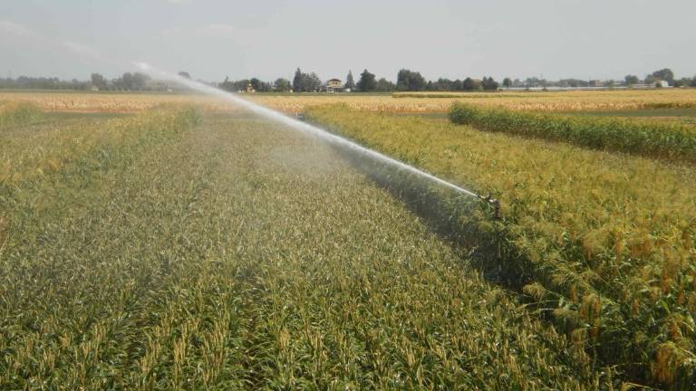 Regione: opere idrauliche e irrigue, 15 milioni per la sicurezza Regione: opere idrauliche e irrigue, 15 milioni per la sicurezza