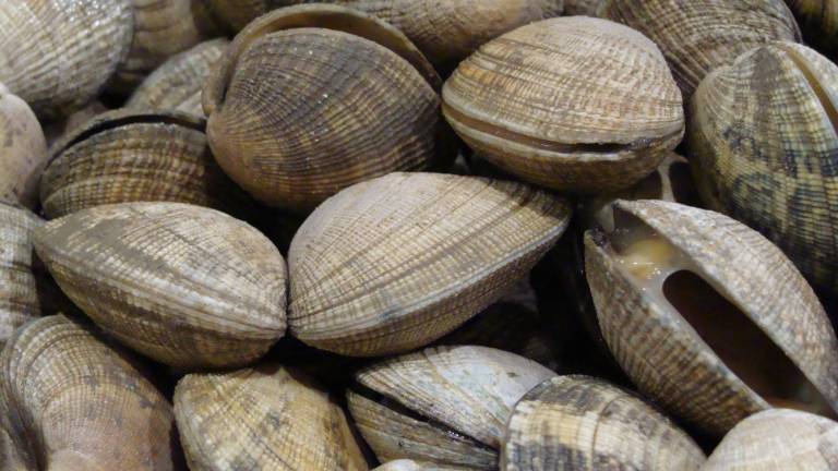 Ravenna, 300 kg di vongole rigettate in mare: maxi-multa a pescatore abusivo Ravenna, 300 kg di vongole rigettate in mare: maxi-multa a pescatore abusivo