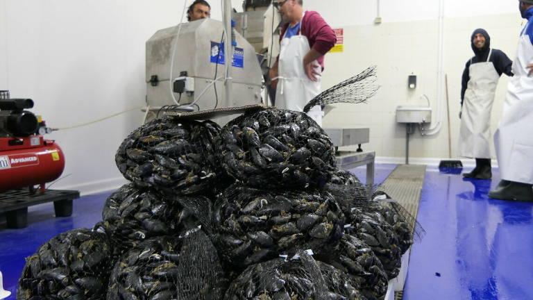 L'estate della cozza romagnola, e i 90 anni della Casa del pescatore L'estate della cozza romagnola, e i 90 anni della Casa del pescatore