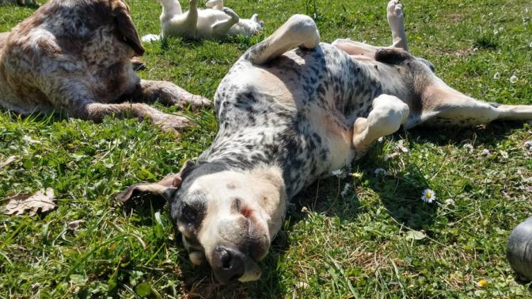 Rimini. RaiUno alla scoperta del Rifugio di Ulmino, il paradiso per i cani disabili e anziani Rimini. RaiUno alla scoperta del Rifugio di Ulmino, il paradiso per i cani disabili e anziani