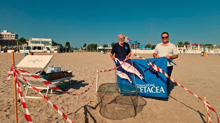 Prima volta nella storia: tartaruga Caretta caretta nidifica a Riccione. VIDEO Prima volta nella storia: tartaruga Caretta caretta nidifica a Riccione. VIDEO