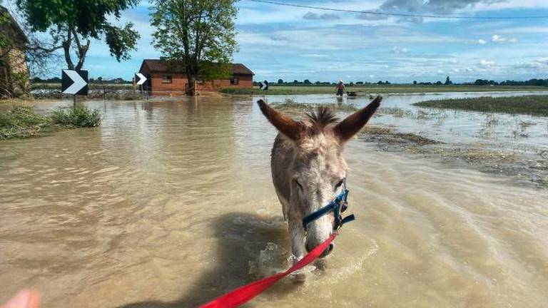 Ravenna, Mais diventa papà. L’asinello simbolo dell’alluvione avrà due cuccioli Ravenna, Mais diventa papà. L’asinello simbolo dell’alluvione avrà due cuccioli