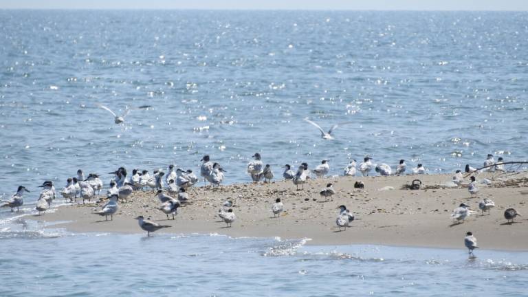 Ravenna, una guida ambientale malmenata e minacciata di morte dai bracconieri alla foce del Bevano Ravenna, una guida ambientale malmenata e minacciata di morte dai bracconieri alla foce del Bevano