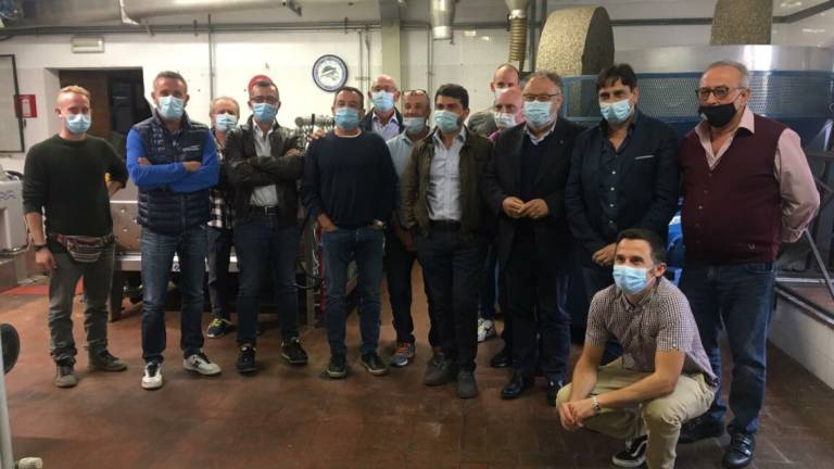 Frantoiani: olio, difesa dell'oro giallo tra parassiti e crisi Frantoiani: olio, difesa dell'oro giallo tra parassiti e crisi