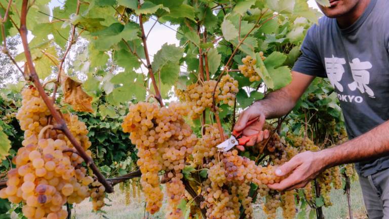 Slow Wine la guida in evoluzione, i riconoscimenti alla Romagna Slow Wine la guida in evoluzione, i riconoscimenti alla Romagna