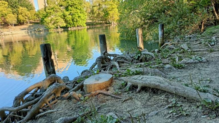 Rimini, parco della Cava colpito dalla siccità - Gallery Rimini, parco della Cava colpito dalla siccità - Gallery