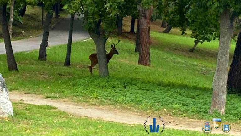 Riccione. Capriolo nel parco, ordinanza per vietare l'accesso alle persone dopo due tentativi di cattura andati a vuoto Riccione. Capriolo nel parco, ordinanza per vietare l'accesso alle persone dopo due tentativi di cattura andati a vuoto