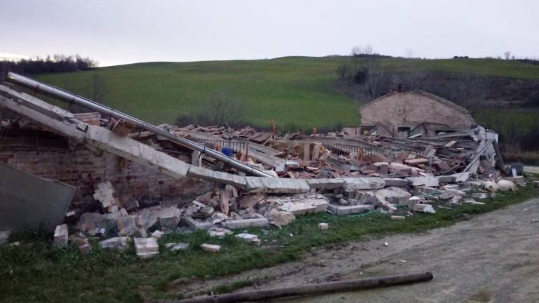 Civitella, crolla capannone che ospitava 300 maiali a Giaggiolo Civitella, crolla capannone che ospitava 300 maiali a Giaggiolo