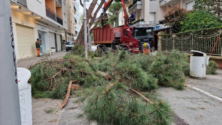 Riccione: pini abbattuti in viale Dante, le spiegazioni del Comune Riccione: pini abbattuti in viale Dante, le spiegazioni del Comune