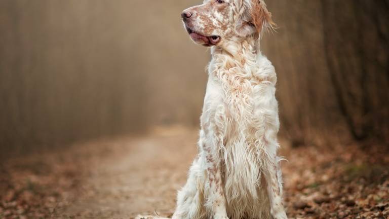 Misano, il cane azzanna una ragazza al polpaccio: la padrona a processo Misano, il cane azzanna una ragazza al polpaccio: la padrona a processo