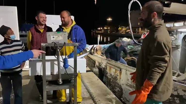Cesenatico, pescati 60 quintali di tonni alletterati Cesenatico, pescati 60 quintali di tonni alletterati