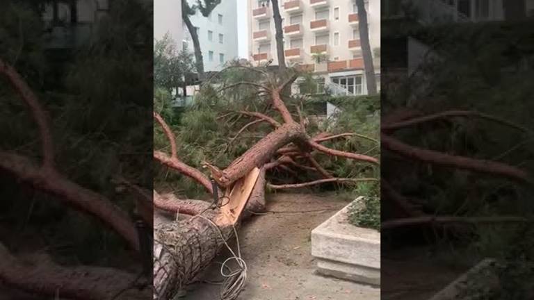 Un enorme pino è crollato in pieno centro a Riccione Un enorme pino è crollato in pieno centro a Riccione