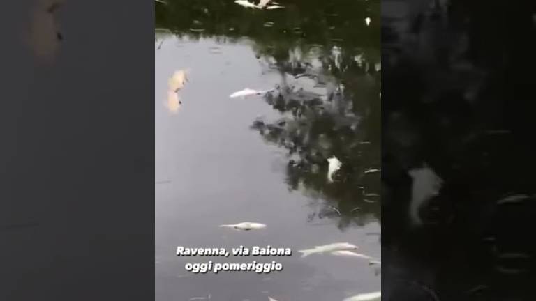 Ravenna, strage di pesci nel canale Destra Reno VIDEO Ravenna, strage di pesci nel canale Destra Reno VIDEO