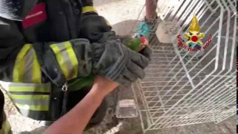 Pappagallo recuperato dai vigili del fuoco a Fontanelice Pappagallo recuperato dai vigili del fuoco a Fontanelice