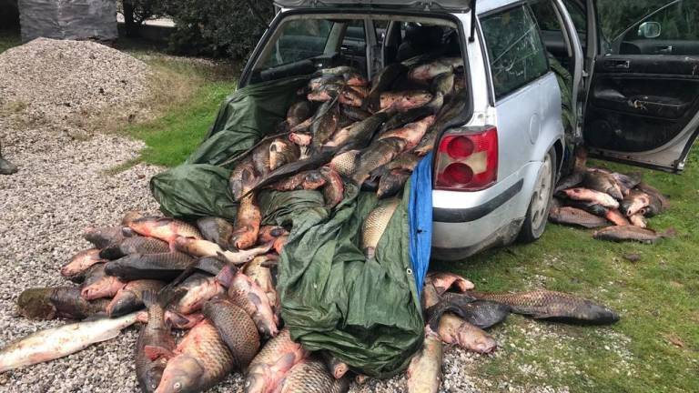 Ravenna, auto stracolma di pesce: sequestrati 10 quintali al Parco del Delta del Po Ravenna, auto stracolma di pesce: sequestrati 10 quintali al Parco del Delta del Po