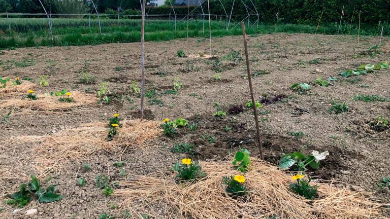 Cesena, un orto-giardino terapeutico per fare rifiorire persone fragili