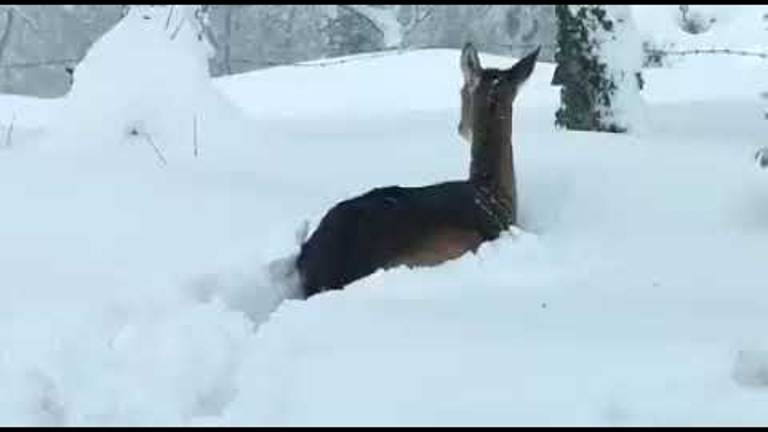 Ora è davvero inverno: un daino nuota nella neve a Villagrande VIDEO Ora è davvero inverno: un daino nuota nella neve a Villagrande VIDEO