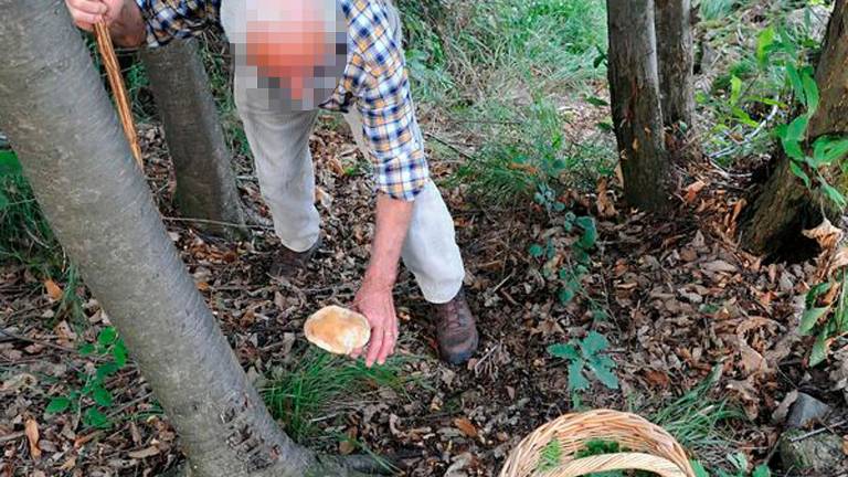 Le regole per la raccolta funghi Le regole per la raccolta funghi