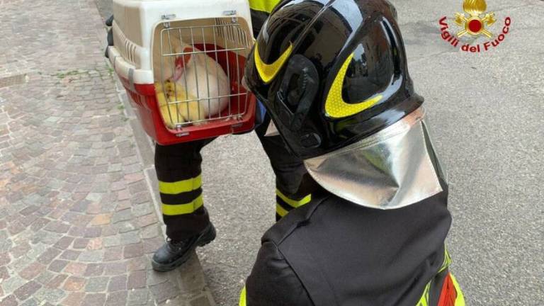 Anatroccoli in una grondaia, salvati dai vigili del fuoco Anatroccoli in una grondaia, salvati dai vigili del fuoco
