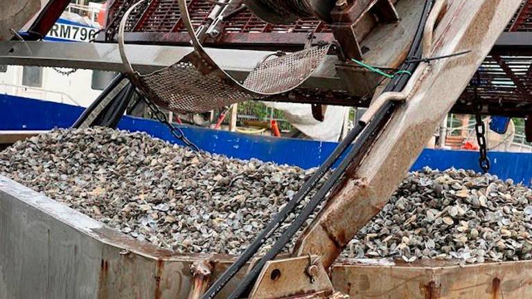 Vongole in Adriatico scomparse in un weekend, mistero sull’improvvisa moria in Romagna. Da Ravenna, Cesenatico e Bellaria pescatori disperati: «Solo gusci vuoti». Si indaga sulle cause Vongole in Adriatico scomparse in un weekend, mistero sull’improvvisa moria in Romagna. Da Ravenna, Cesenatico e Bellaria pescatori disperati: «Solo gusci vuoti». Si indaga sulle cause