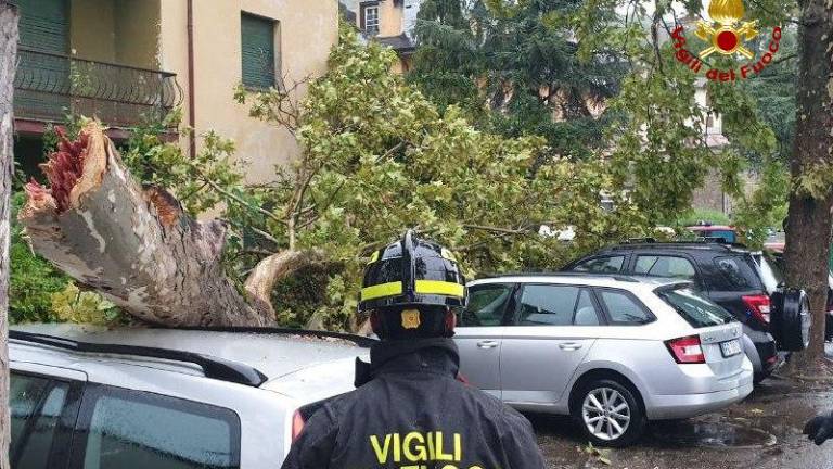 Bagno di Romagna, albero cade e danneggia 4 auto Bagno di Romagna, albero cade e danneggia 4 auto