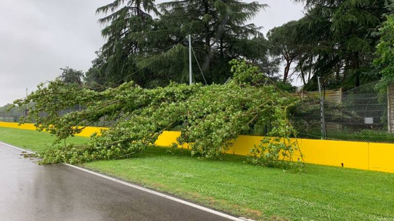 Imola, cade un albero sul circuito Imola, cade un albero sul circuito