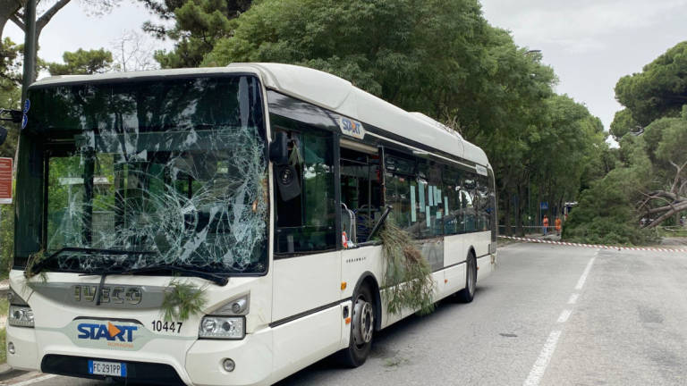 Pino crolla sul bus di linea in transito, paura a Marina di Ravenna Pino crolla sul bus di linea in transito, paura a Marina di Ravenna