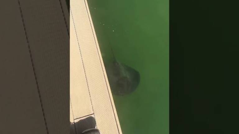 Rimini. Un trigone nuota sotto il ponte di Tiberio VIDEO Rimini. Un trigone nuota sotto il ponte di Tiberio VIDEO