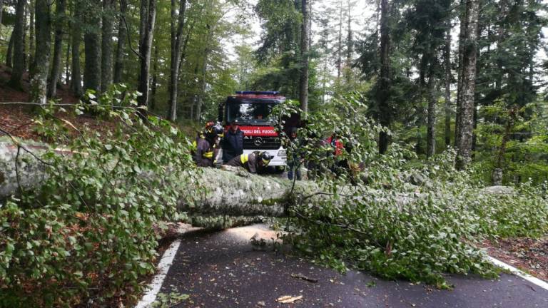 Maltempo, albero caduto: il Gp Nuvolari partito da Rimini è bloccato in Toscana Maltempo, albero caduto: il Gp Nuvolari partito da Rimini è bloccato in Toscana