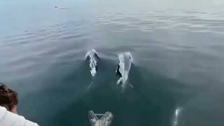Rimini. Lo show in mare di un branco di delfini Rimini. Lo show in mare di un branco di delfini